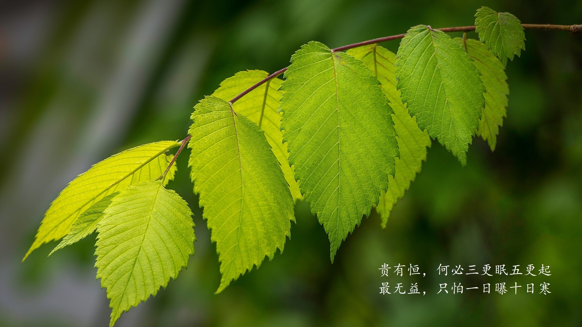随机季后赛中，库里在最后两分钟多次投中决定比赛胜负的远三分！，库里季后赛12记三分