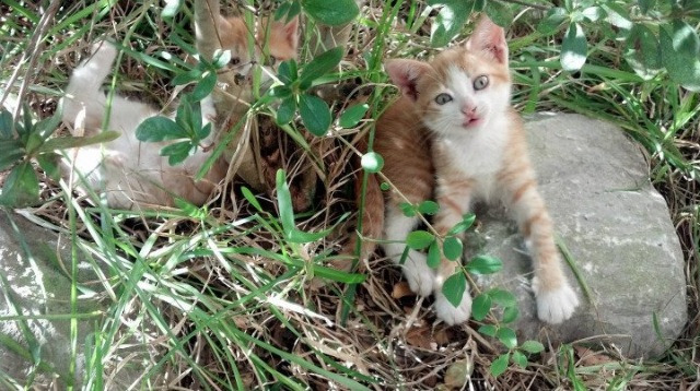 开云中国-中超联赛国足战平 球迷理性看待比赛，中超国足比赛时间