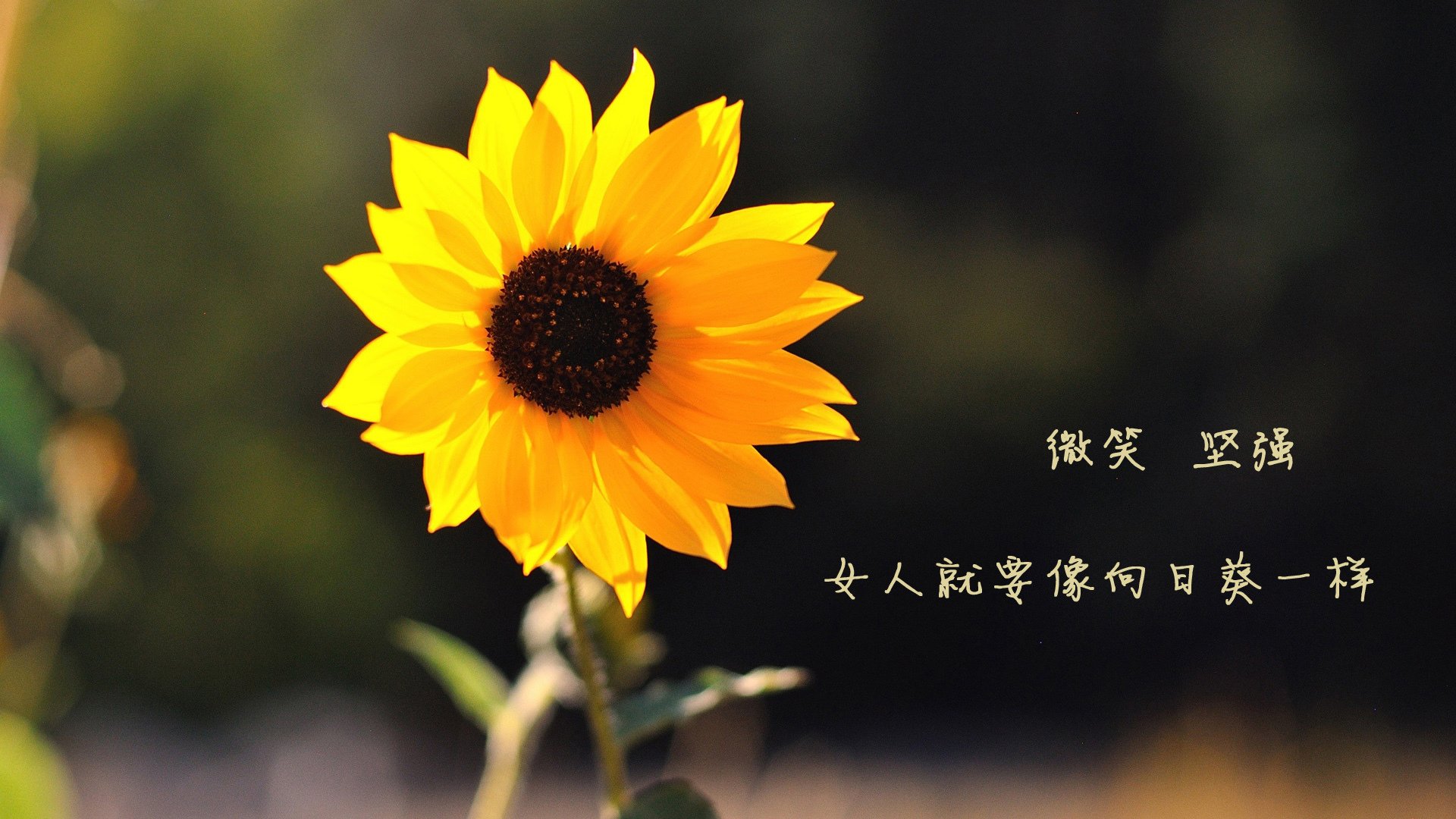 kaiyun体育综合-印度队未来的关键：如何培养具备国际竞争力的年轻球员，印度队伍