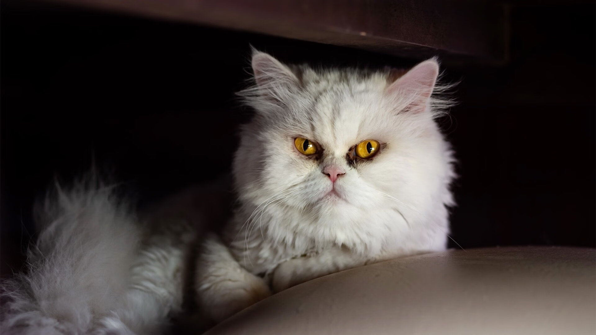 尼斯锋线组合多点开花战术丰富，一进的进能组什么词