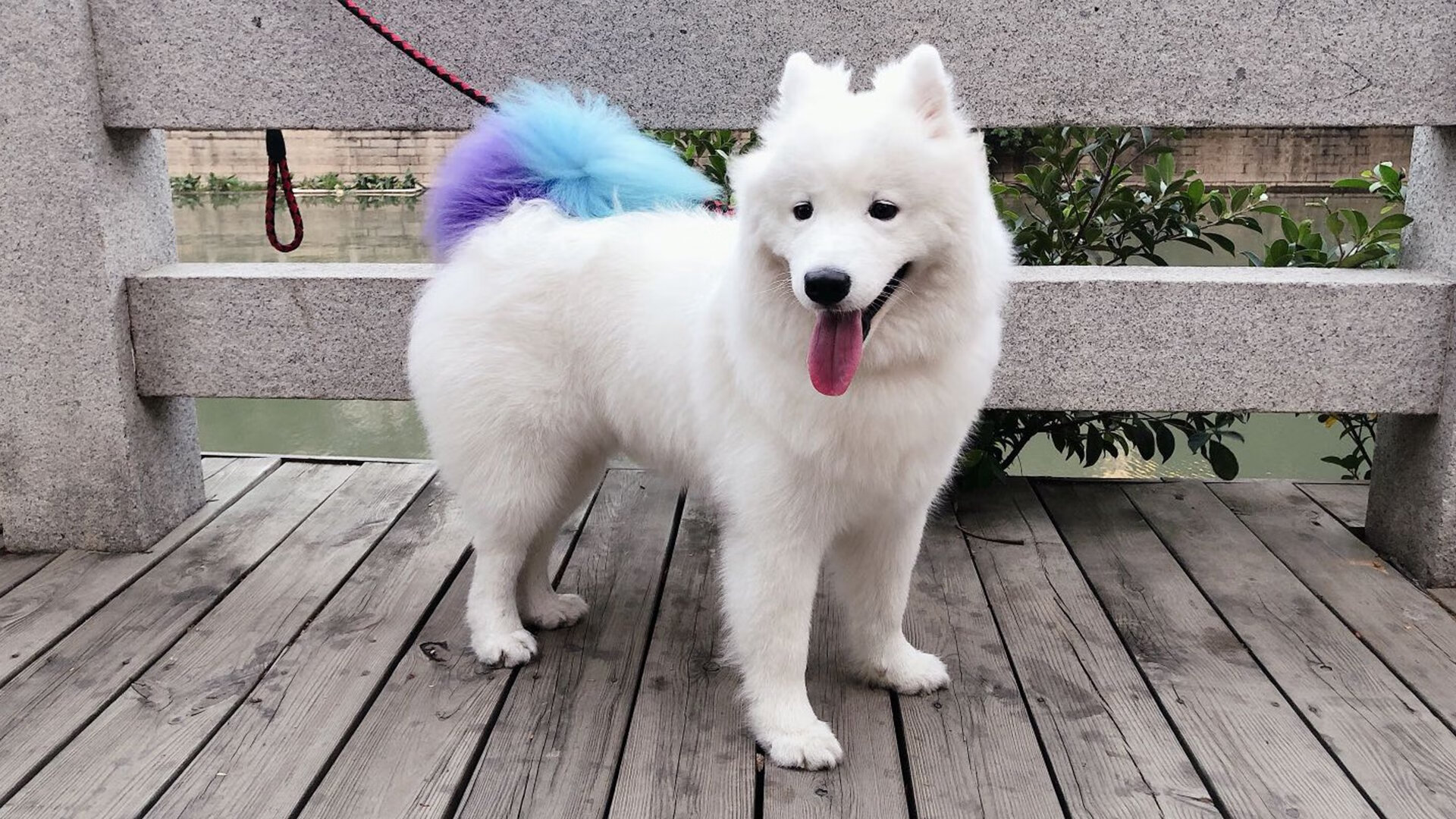 德国队2024年混合团体世界杯表现:全力以赴迎接挑战,德国队世界杯预选赛赛程