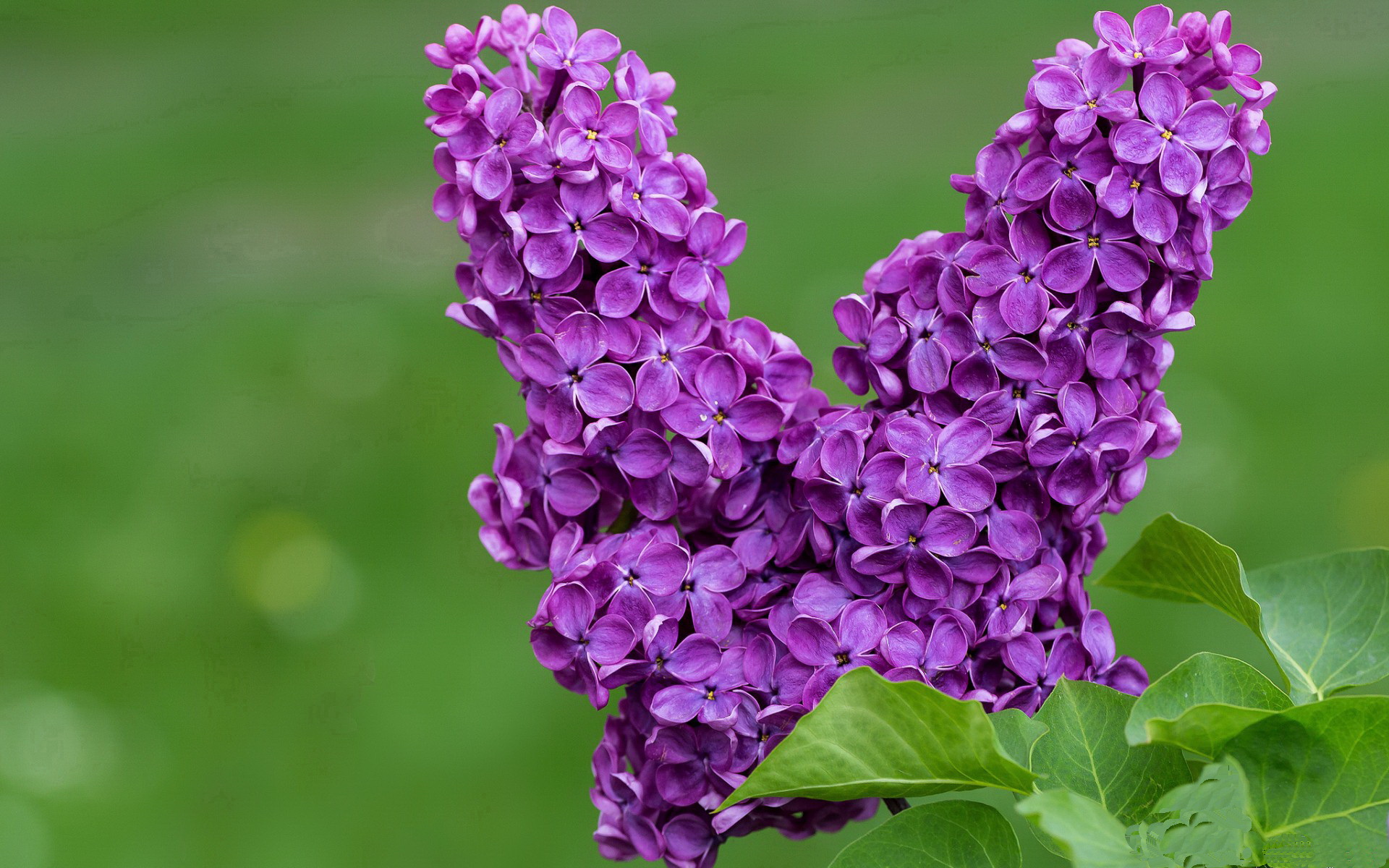 开云中国-万乐天完美入水赢得喝彩，万乐游乐