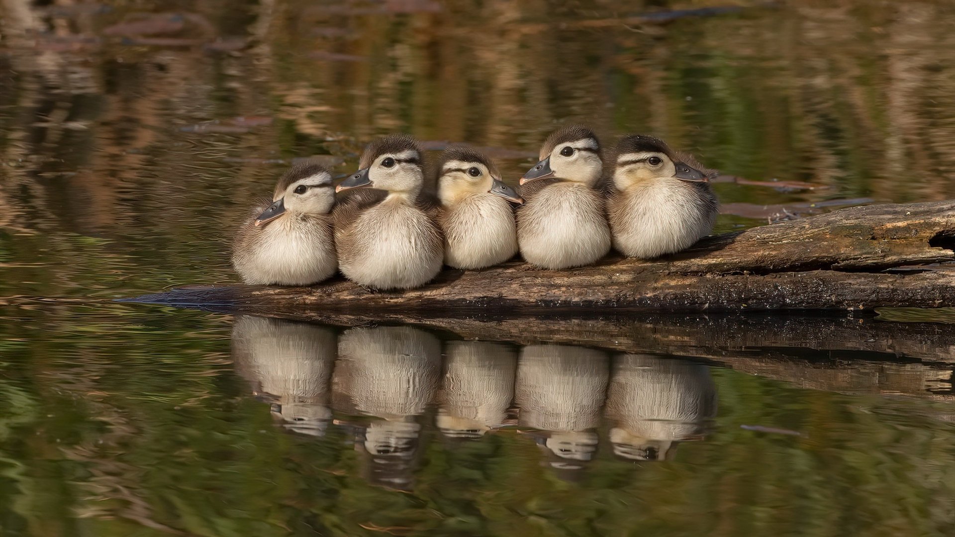 仰泳冲刺比利时女将稳中有升，仰泳国际比赛视频