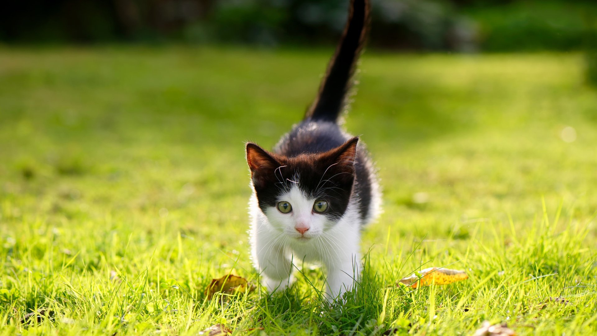 开云体育在线赛事直播-塞尔维亚女篮在欧洲锦标赛中精彩纷呈，力争金银牌，塞尔维亚国家队欧洲杯预选赛