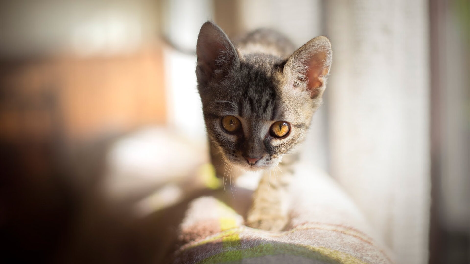 KAIYUNAPP-湖人公布月度最佳队内拼搏奖项，湖人最佳战绩