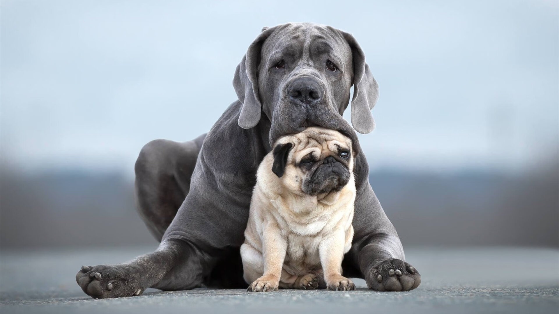 开云下载-美洲杯历史精彩瞬间：经典比赛集萃，美洲杯 历年
