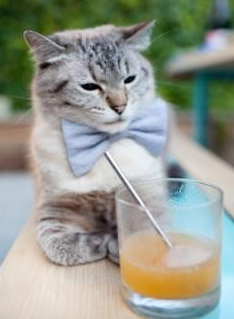 跳水决赛突尼斯男将冲击奖牌，2016跳水视频